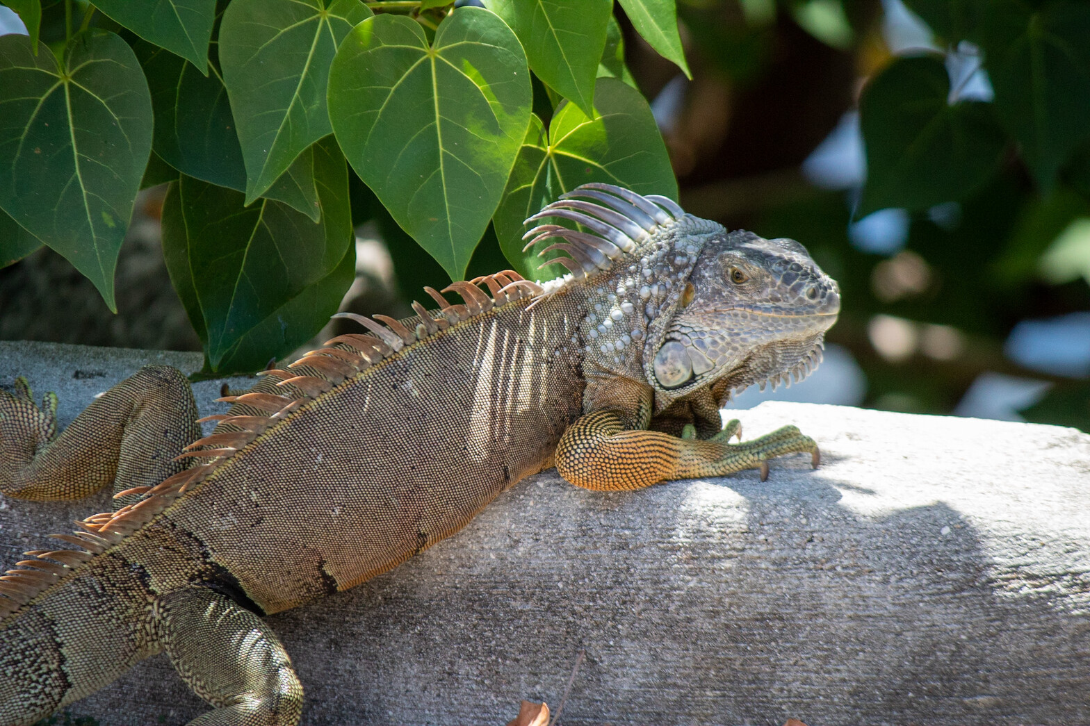 a grey-colored green iguana on a concrete curb in front of plants