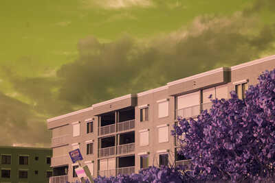 a tan building between a purple sea grape tree and a sickly yellow-green sky