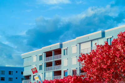 a blue building with white trim between a red sea grape tree and a vivid blue sky
