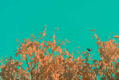 pink foliage under an aqua sky, with a lone hummingbird in a gap in the leaves along the top of the bush