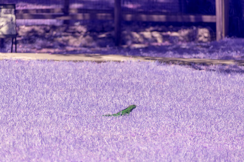 pink grass with a green iguana starkly visible