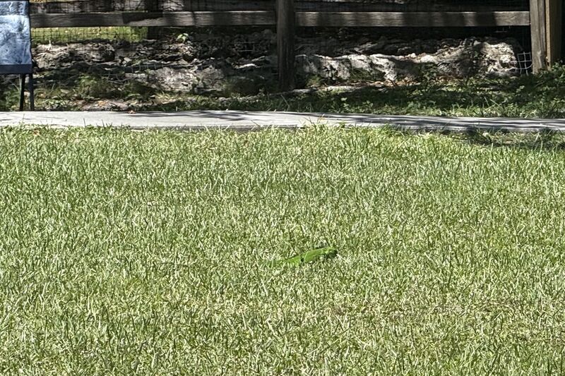grass with a lizard-shaped disturbance in the texture