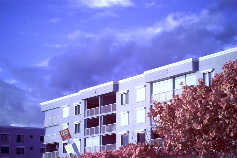 a tan building between a purple sea grape tree and a sickly yellow-green sky