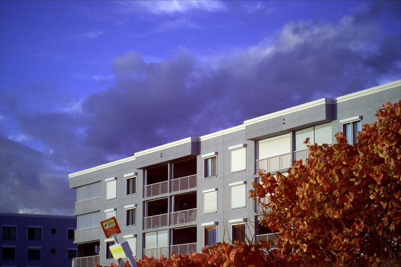 a tan building between a purple sea grape tree and a sickly yellow-green sky